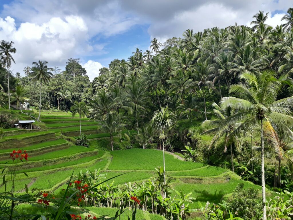 Bali