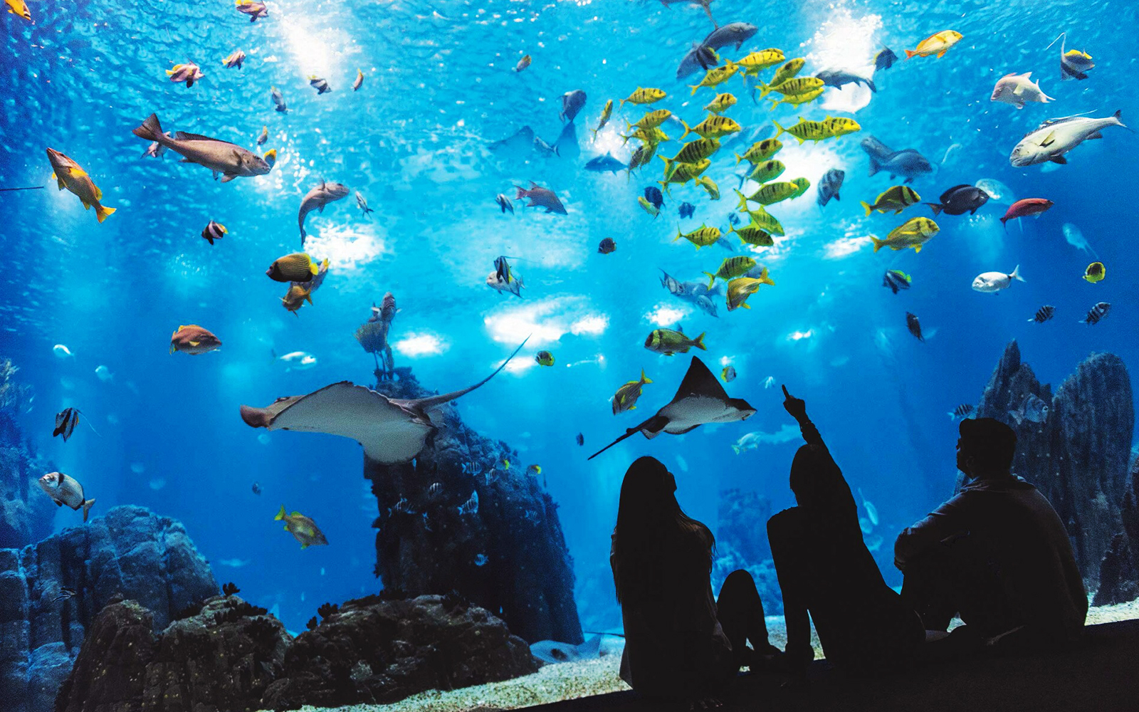 Viajar con niños al Oceanário de Lisboa: descubre el mundo marino en familia